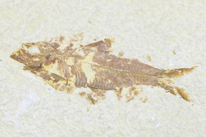Detailed Fossil Fish (Knightia) - Wyoming #176380